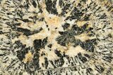 Polished Orbicular Granite Section - Western Australia #317977-1